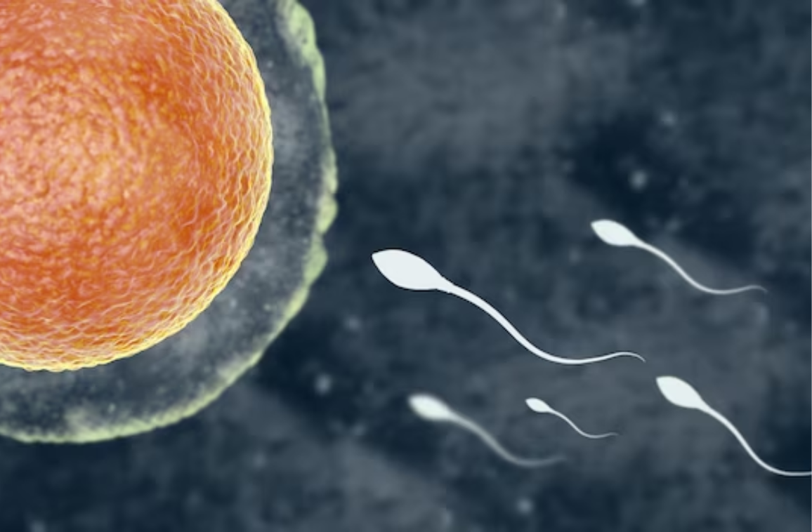 Low Sperm Count Worry: Demystifying Male fertility Options